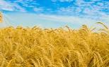 Продам пшеницу и фураж